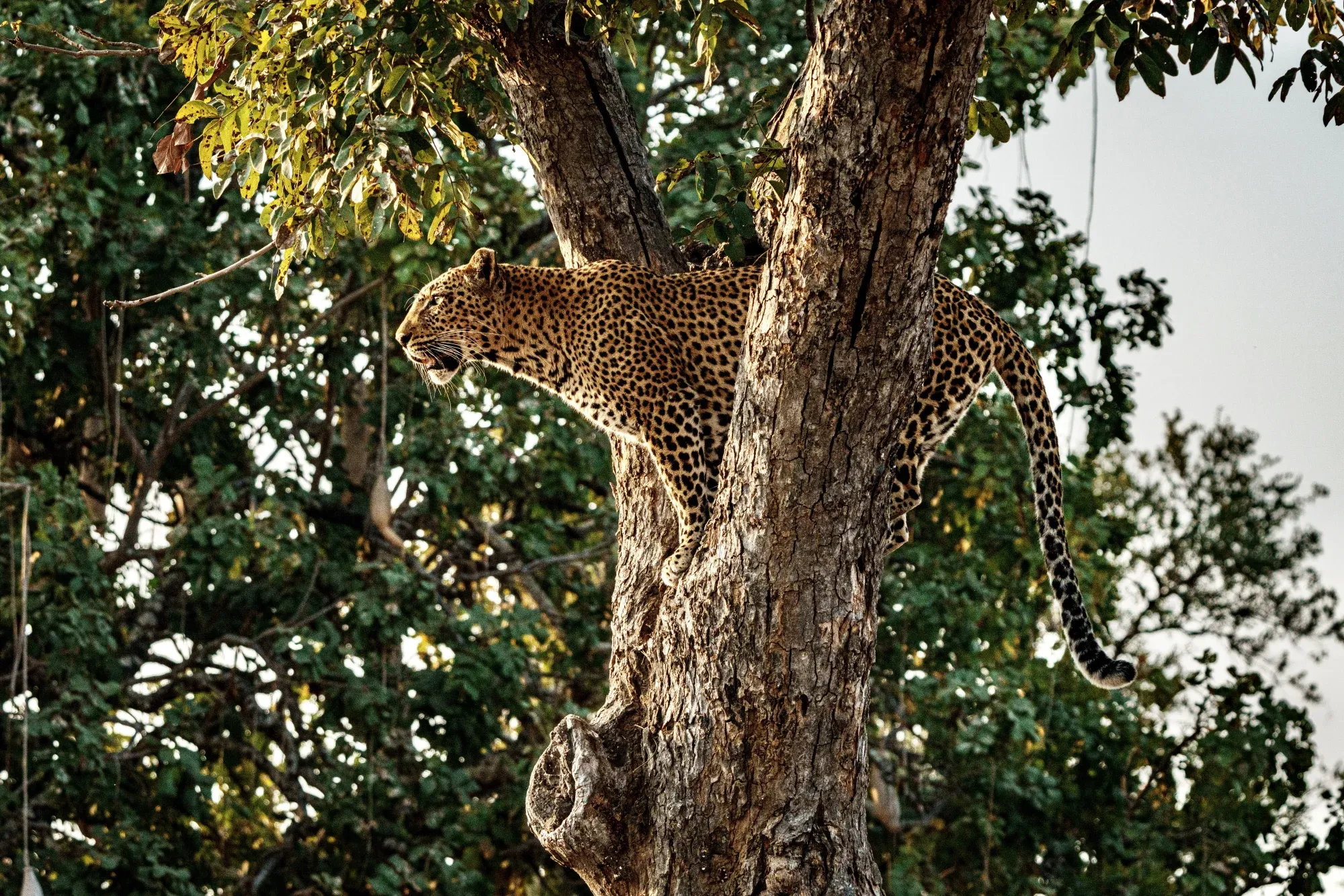 The Zambia-Malawi Explorer
