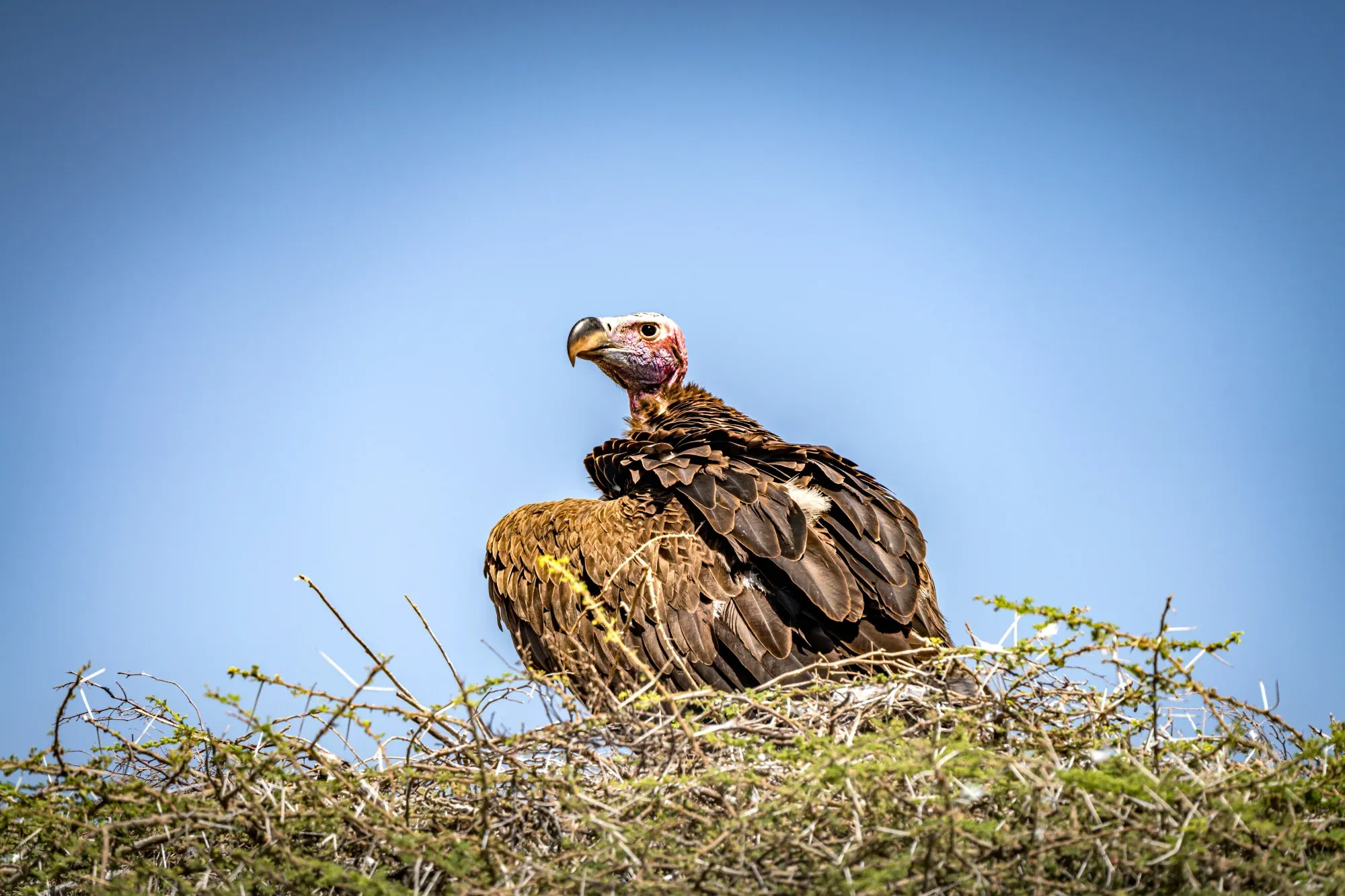 Serengeti National Park