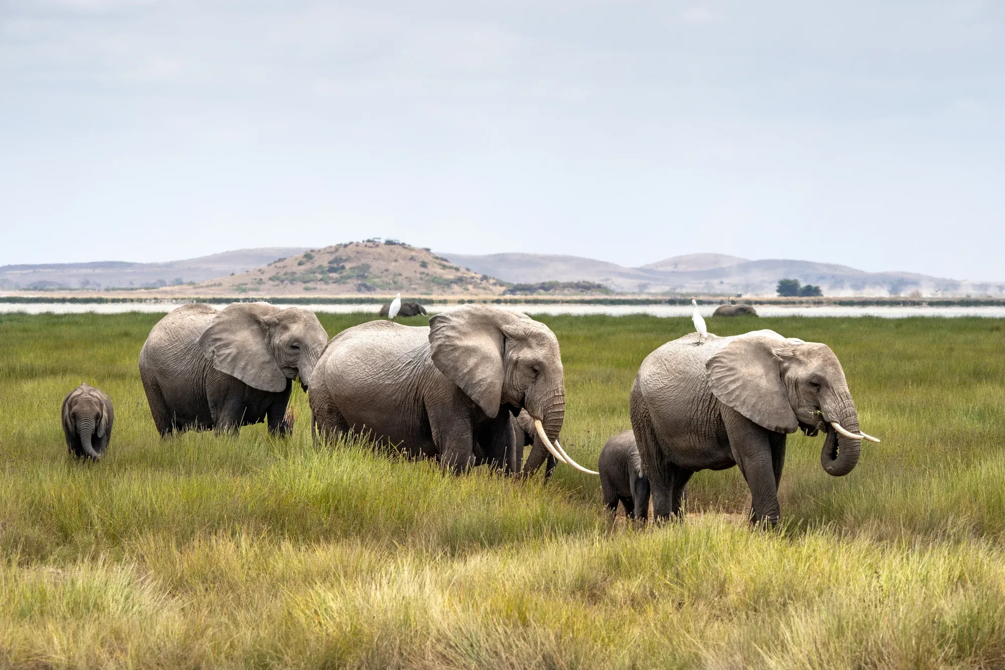 Amboseli NP