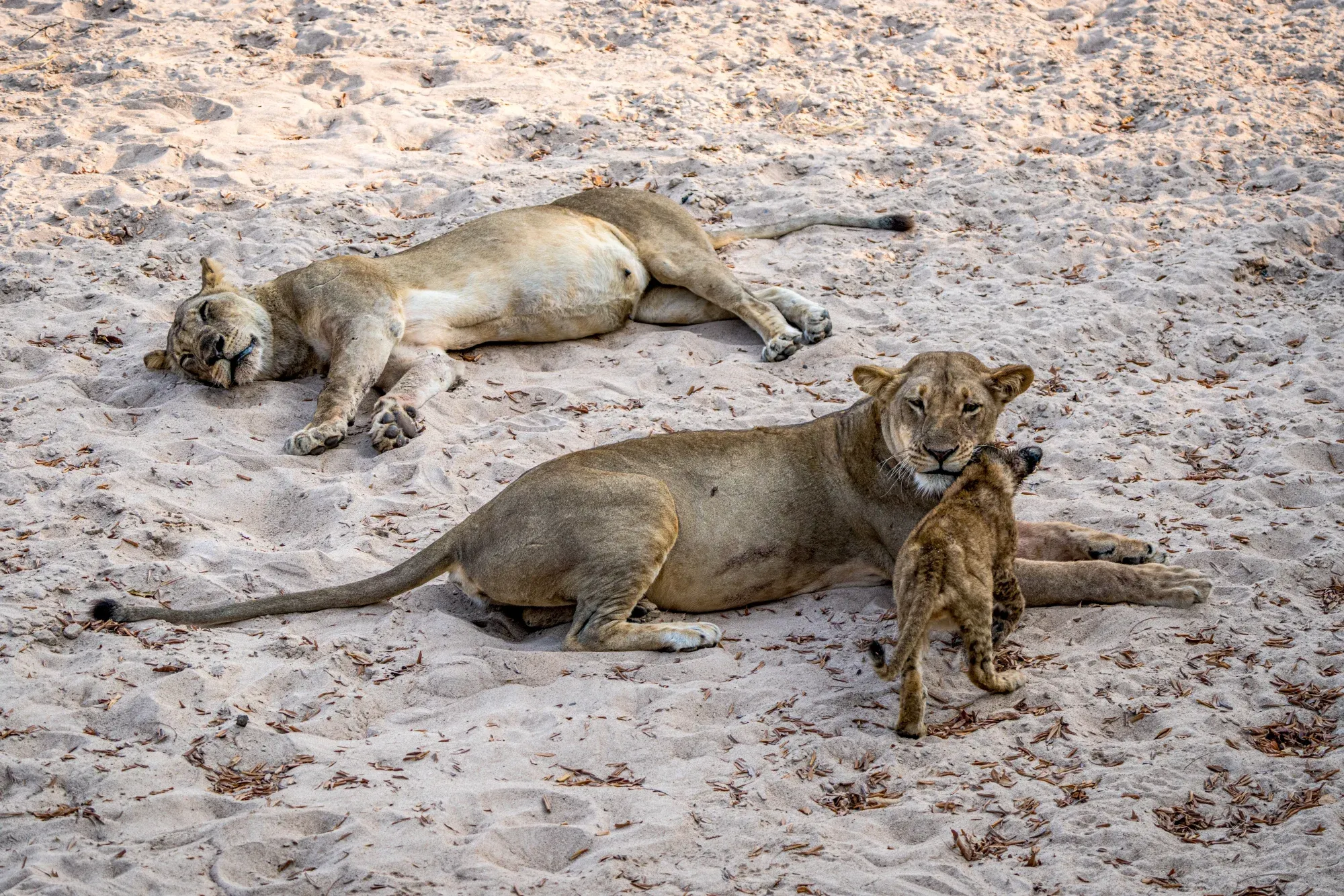 Zambia safari