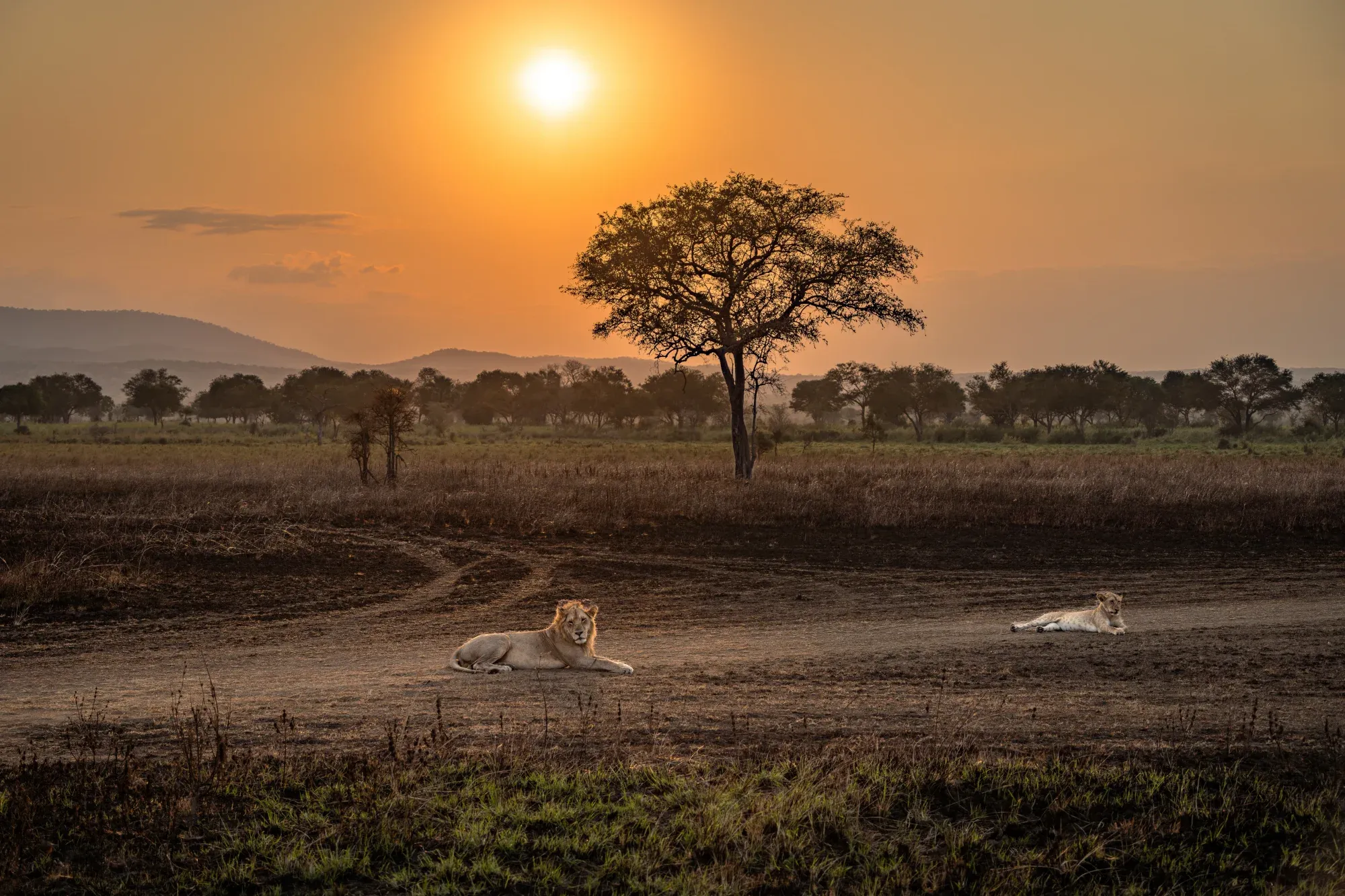 Tanzania safari