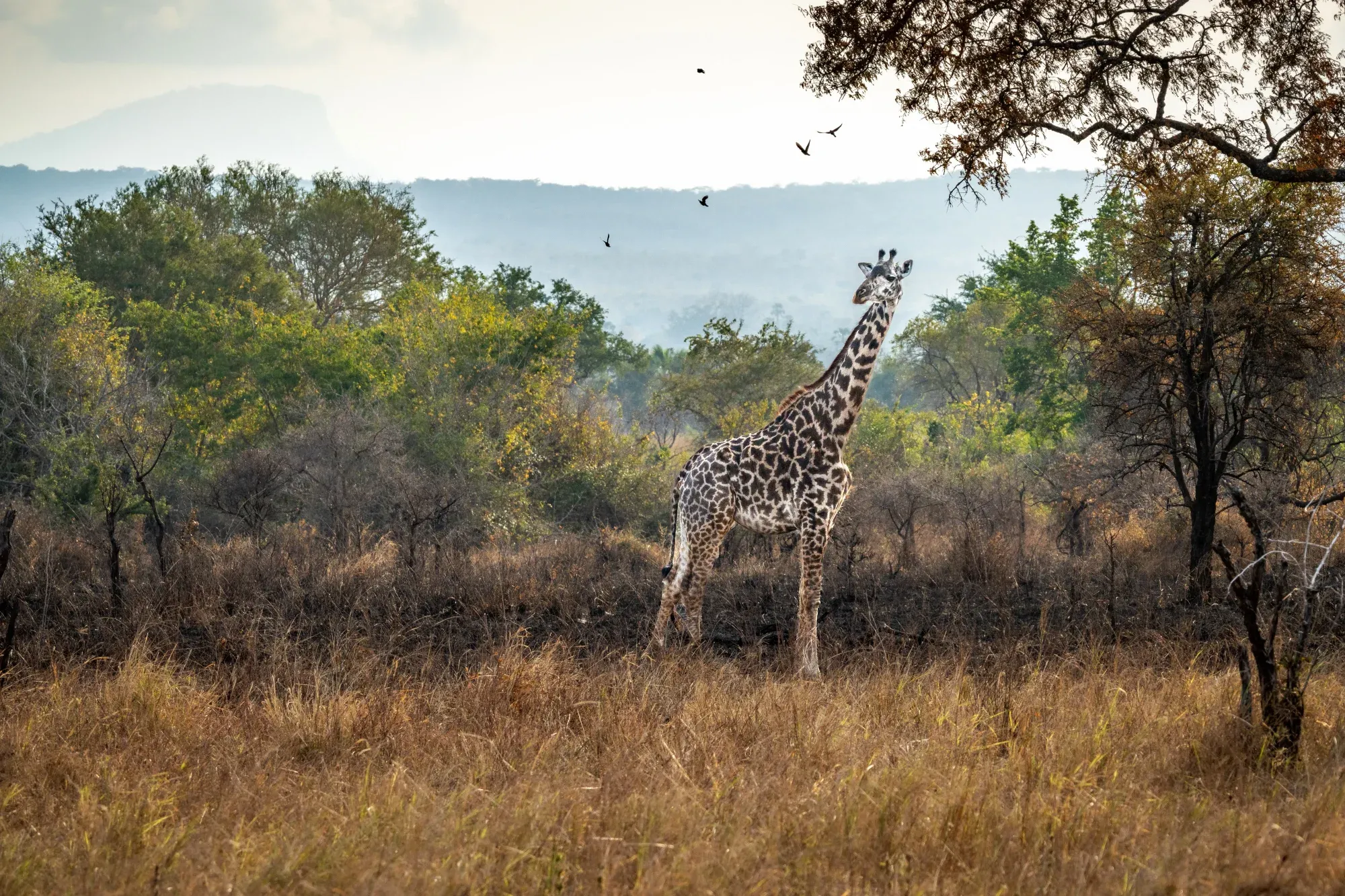 Mikumi National Park