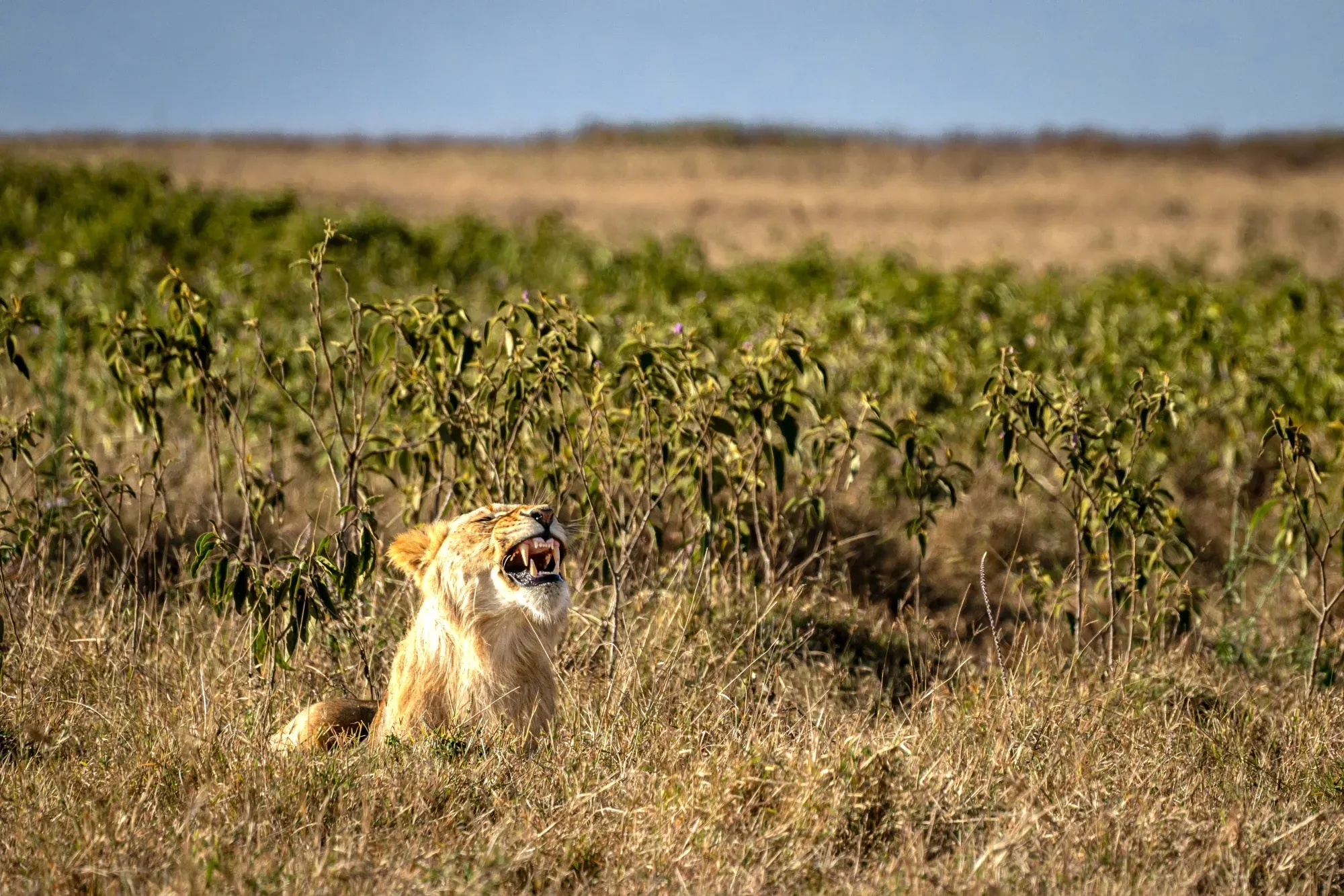 Serengeti National Park