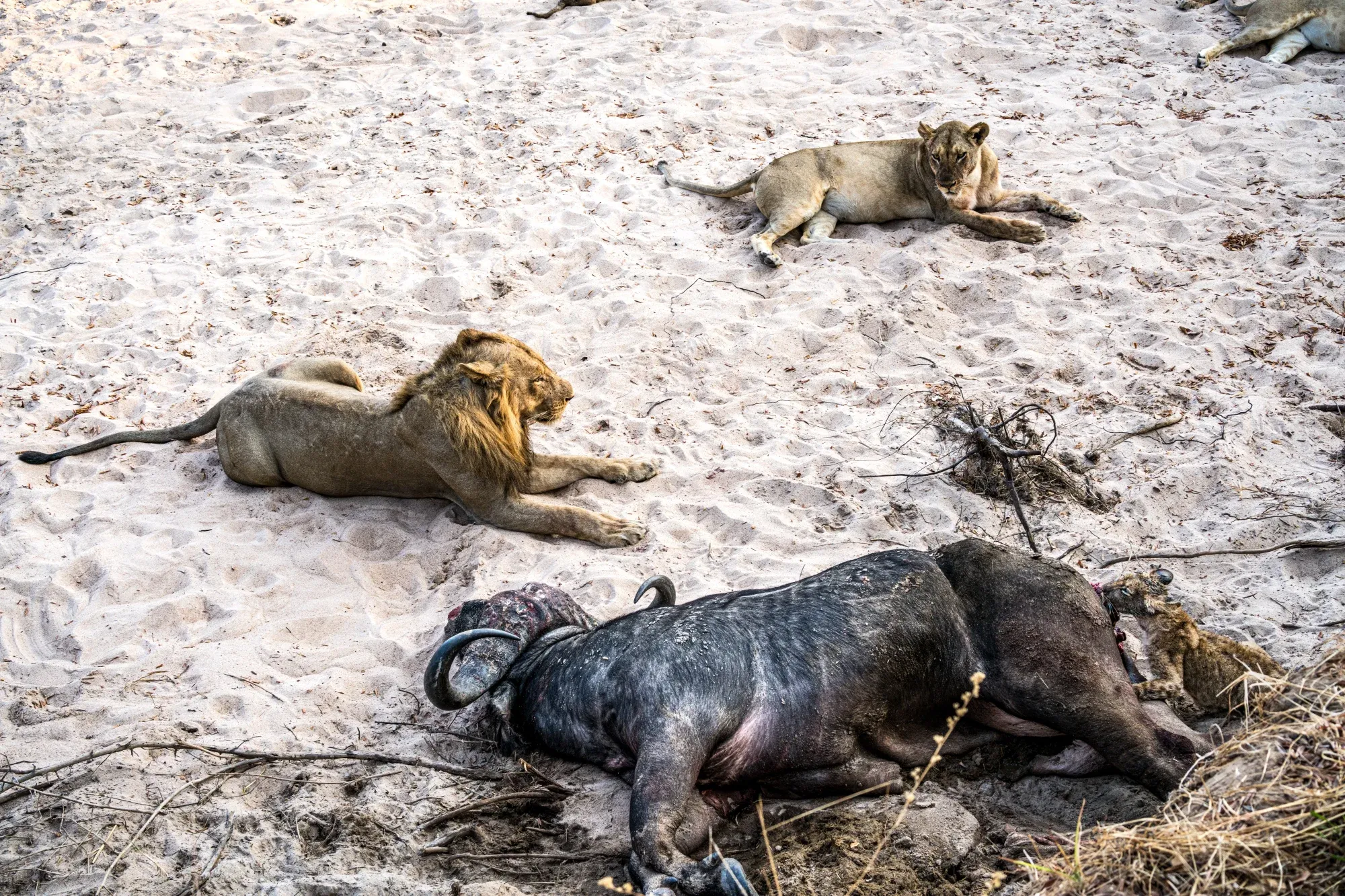 Safari photo