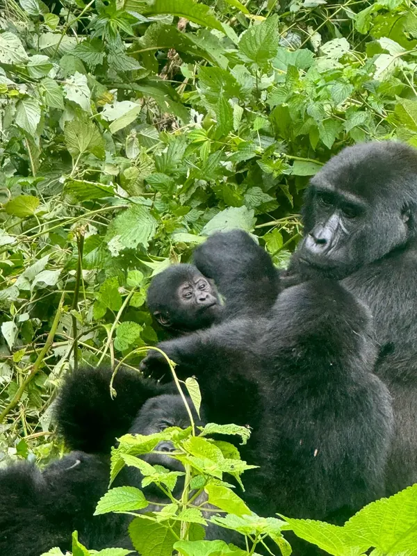 Bwindi Impenetrable NP