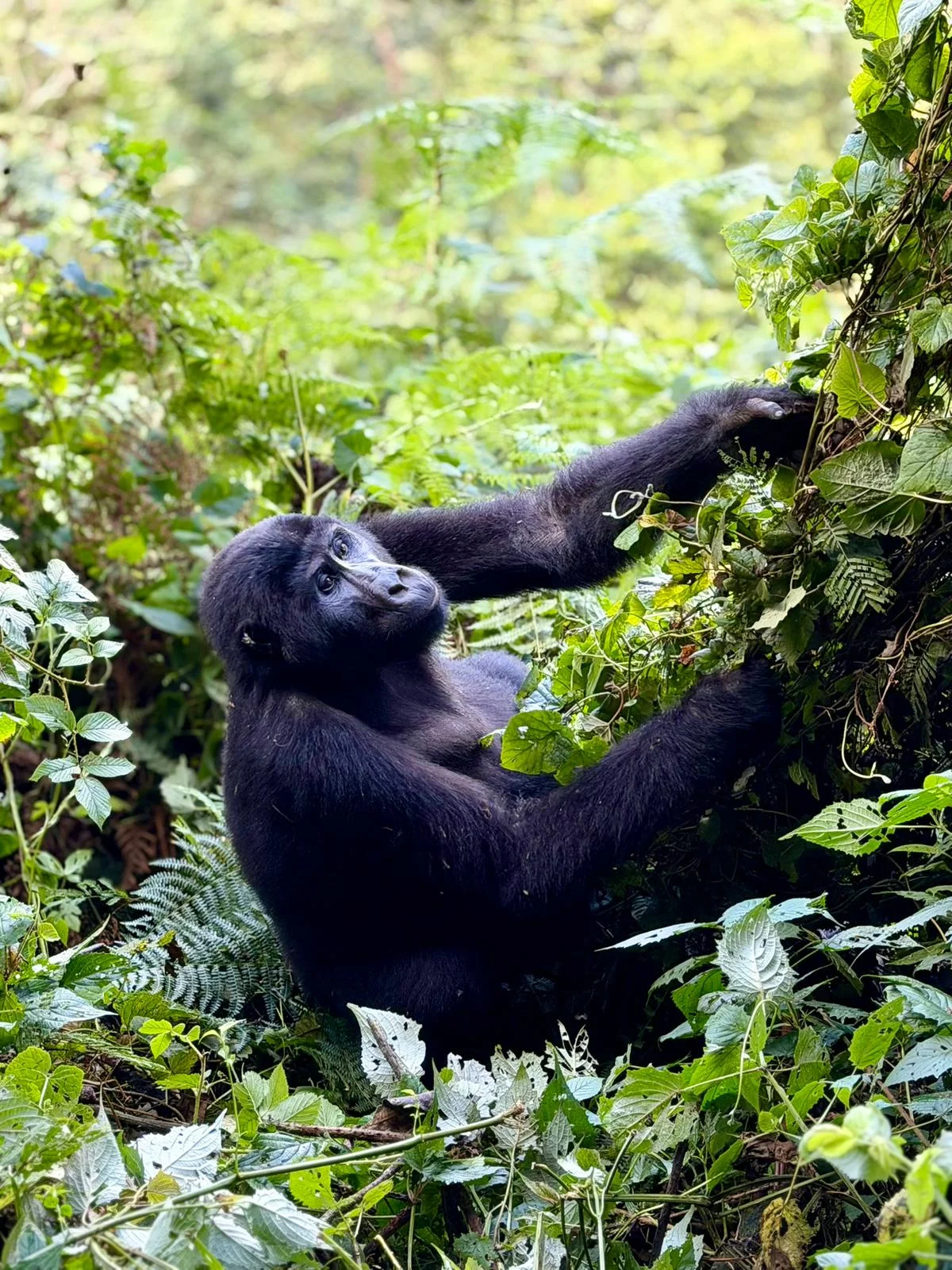 Uganda safari