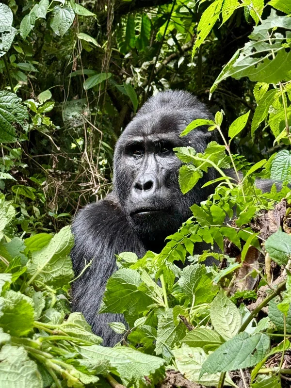 Bwindi Impenetrable NP