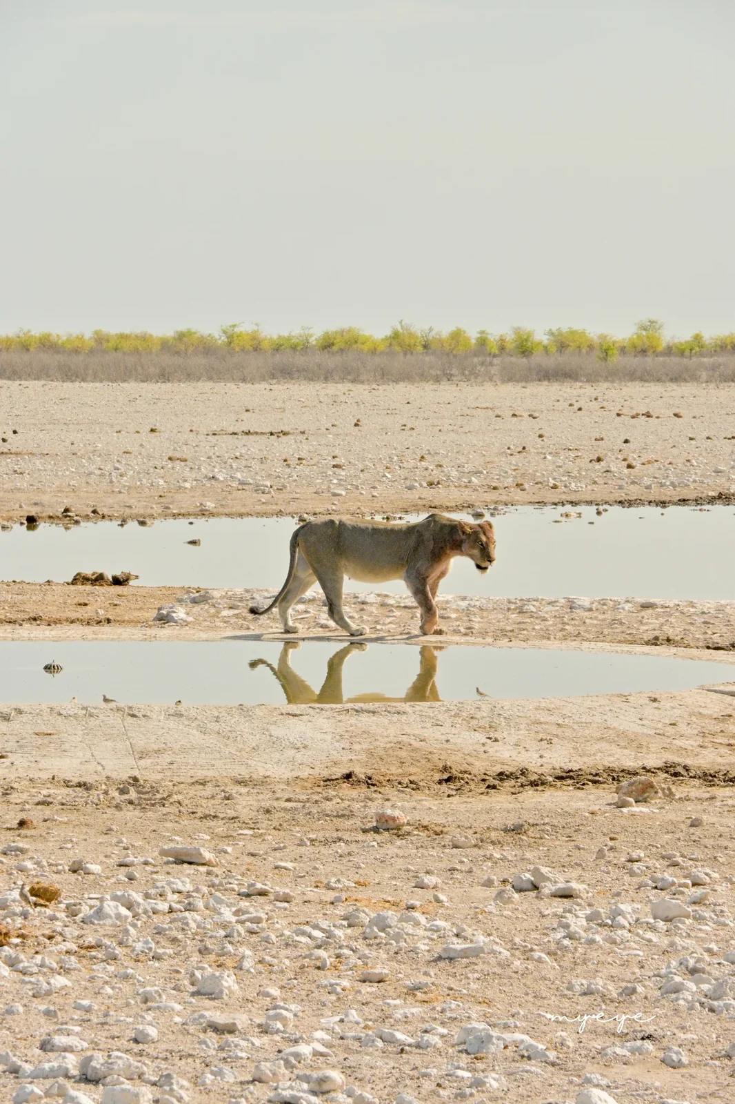 National Parks & Wildlife