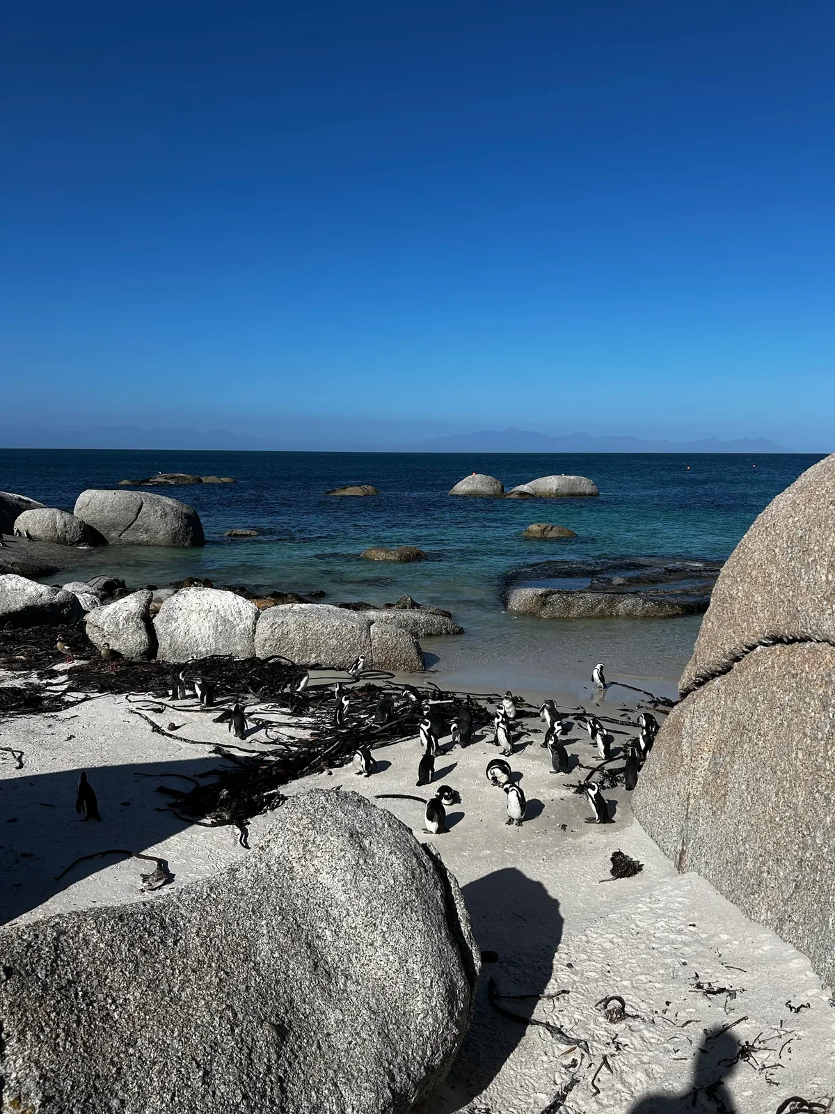 South Africa safari