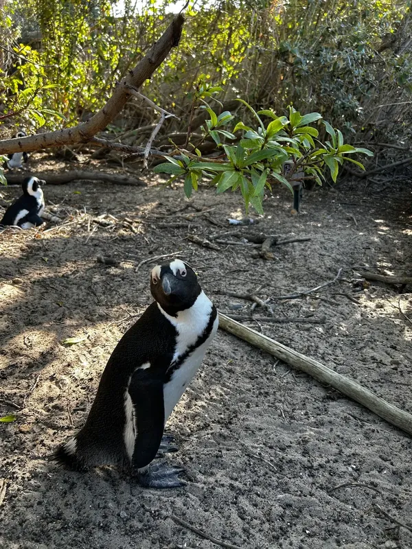 Boulders Beach
