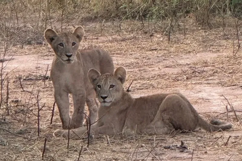 Safari photo