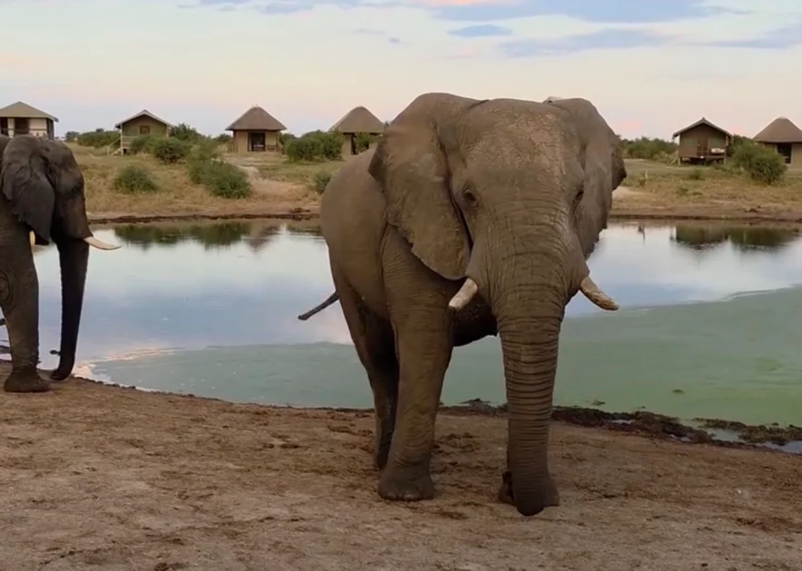 Elephant Sands