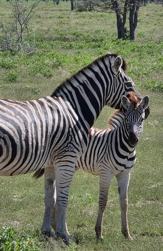 Safari photo