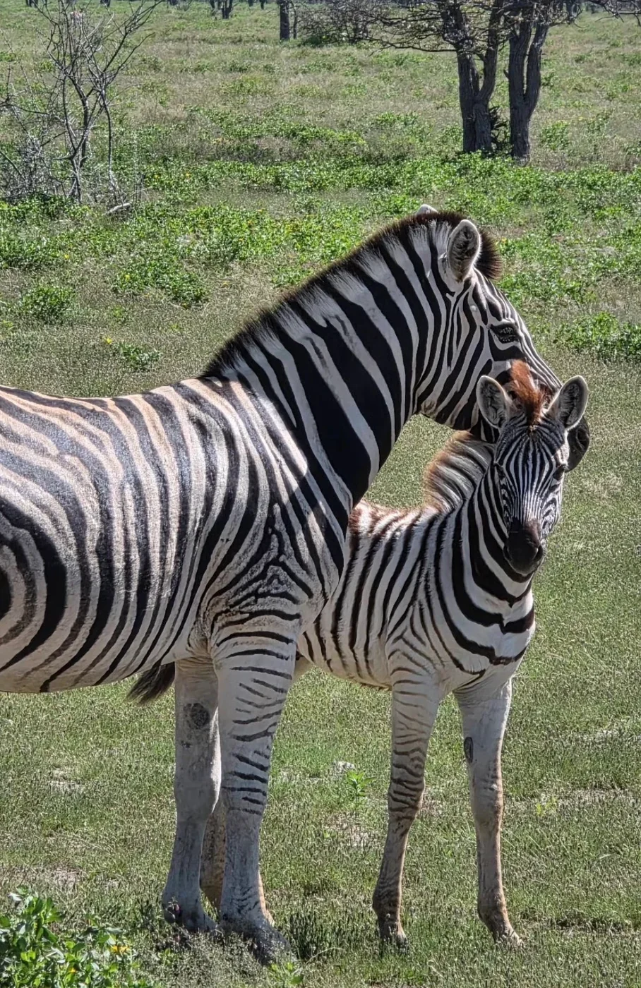 Etosha NP