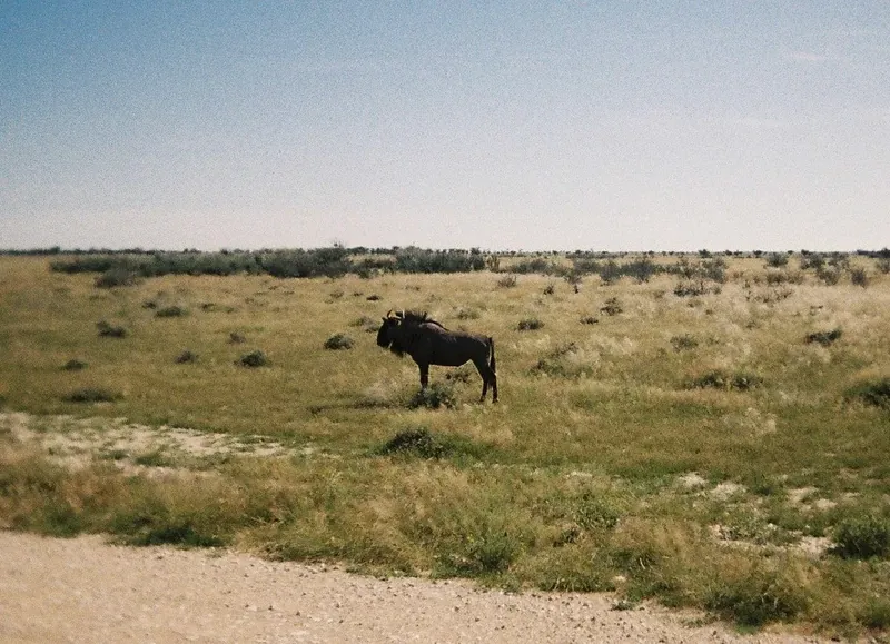 Etosha NP