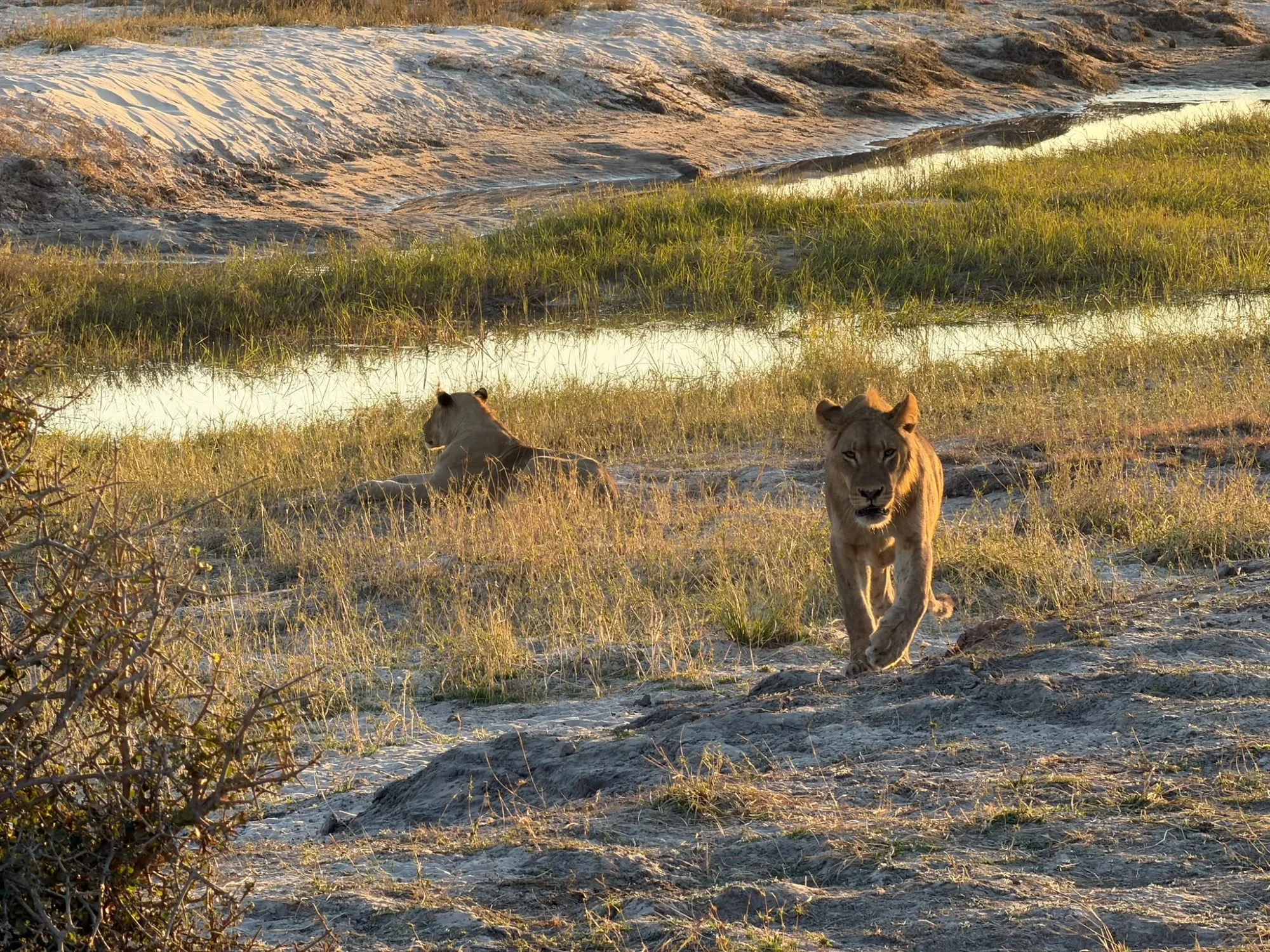 Botswana safari