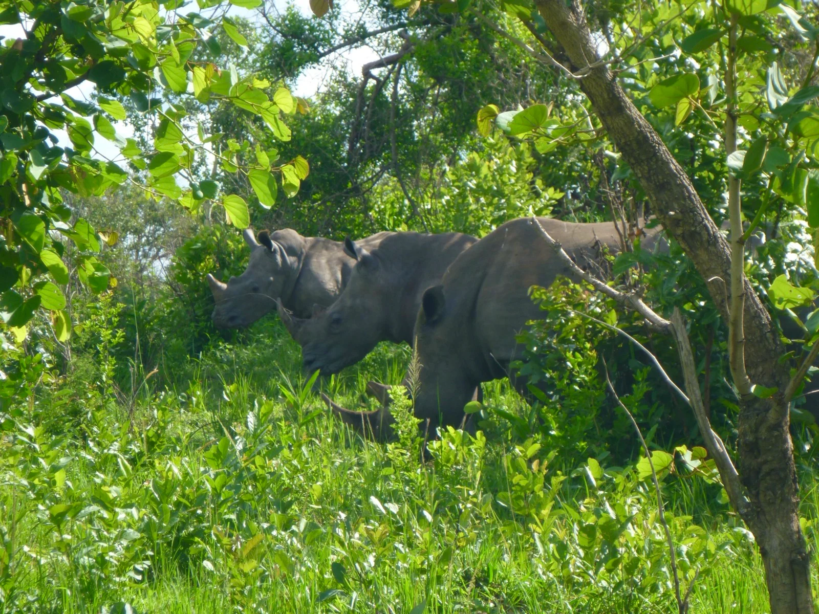 National Parks & Wildlife 2
