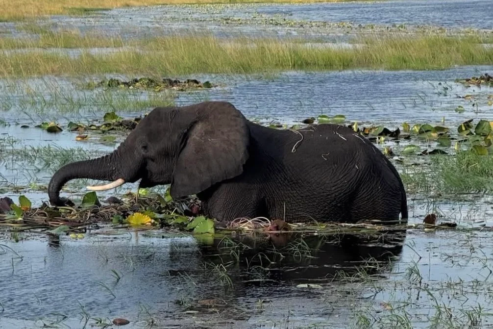 Botswana safari