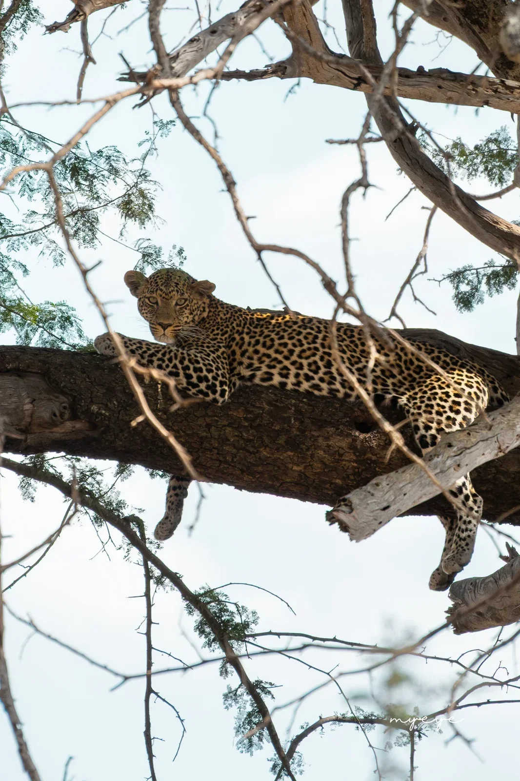 Leopard resting in an acacia, Amboseli National Park, Kenya