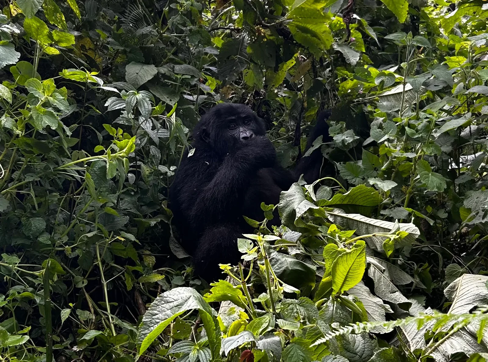 The Uganda Explorer